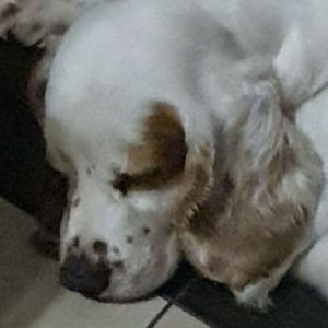 Meet your Posher, Ivan